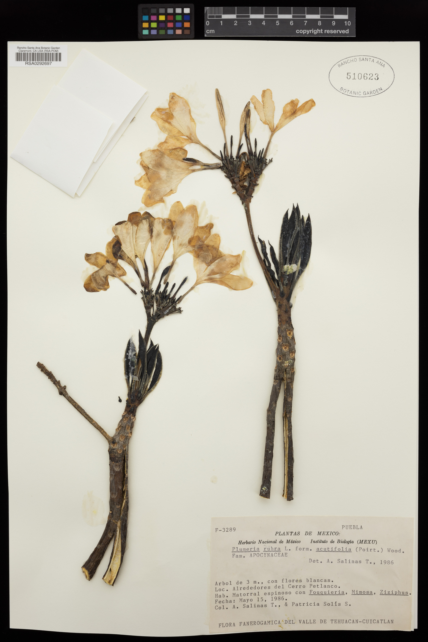 Plumeria rubra var. acutifolia image