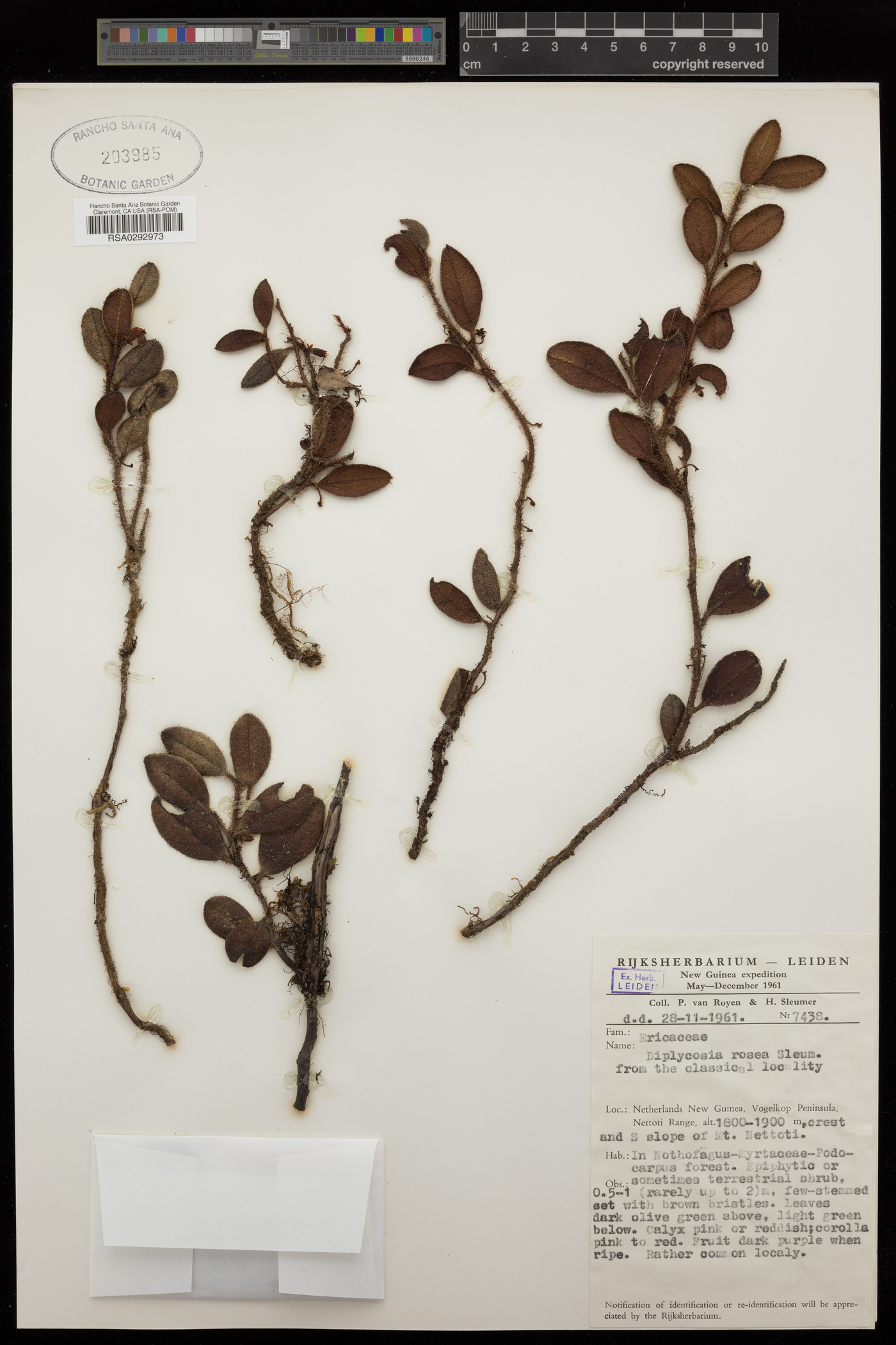 Gaultheria rosea image