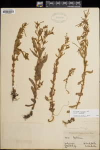 Epilobium ciliatum subsp. ciliatum image