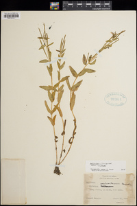 Epilobium saximontanum image