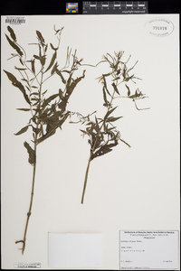 Epilobium coloratum image