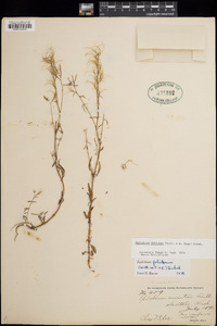 Epilobium foliosum image