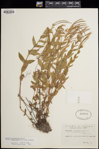 Epilobium glaberrimum image