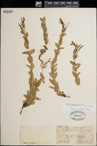 Epilobium glaberrimum subsp. fastigiatum image