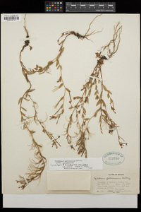 Epilobium glaberrimum image