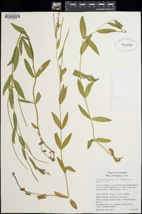 Epilobium glaberrimum subsp. glaberrimum image