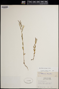 Epilobium hallianum image