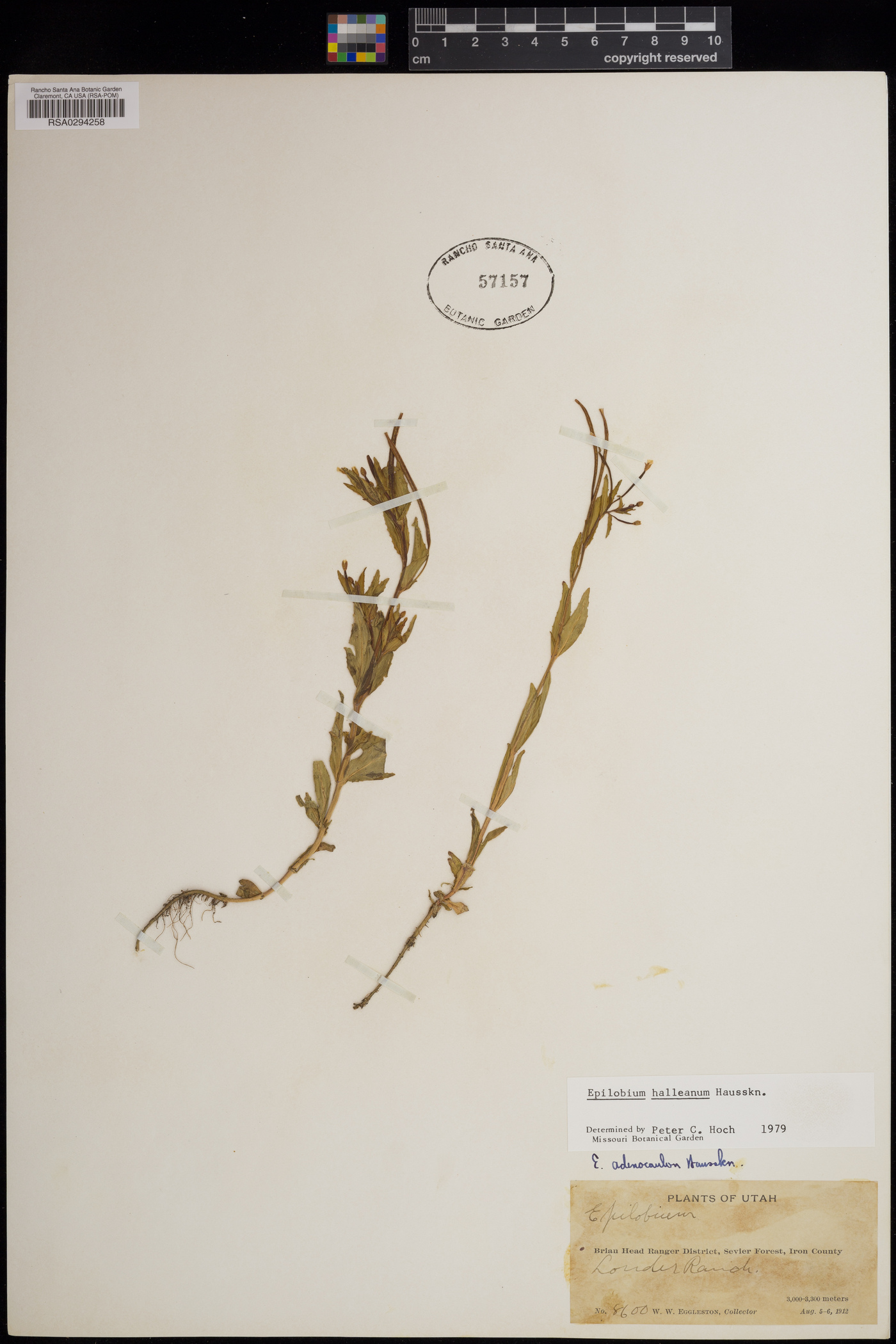 Epilobium halleanum image