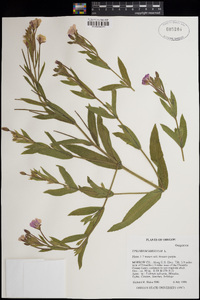 Epilobium hirsutum image