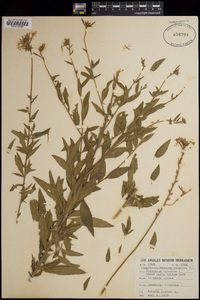 Epilobium hirsutum image