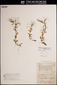 Epilobium hornemannii image