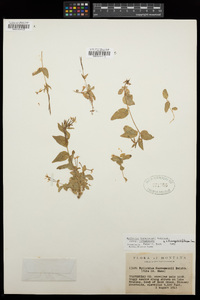 Epilobium hornemannii subsp. hornemannii image