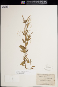 Epilobium hornemannii image