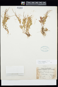 Epilobium hornemannii subsp. hornemannii image