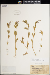 Epilobium hornemannii subsp. hornemannii image