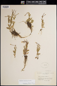 Epilobium lactiflorum image