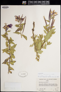 Chamerion latifolium image