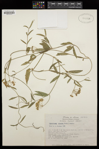 Funastrum clausum image