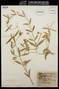 Funastrum clausum image