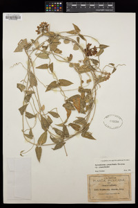 Funastrum cynanchoides image