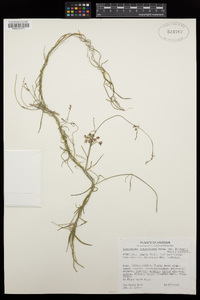 Funastrum heterophyllum image