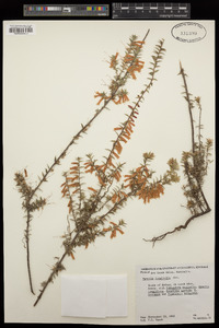 Epacris longiflora image