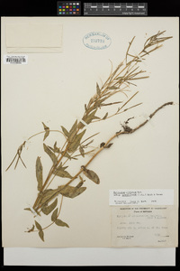 Epilobium ciliatum subsp. glandulosum image