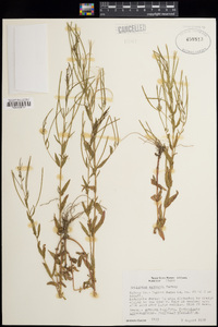 Epilobium ciliatum image