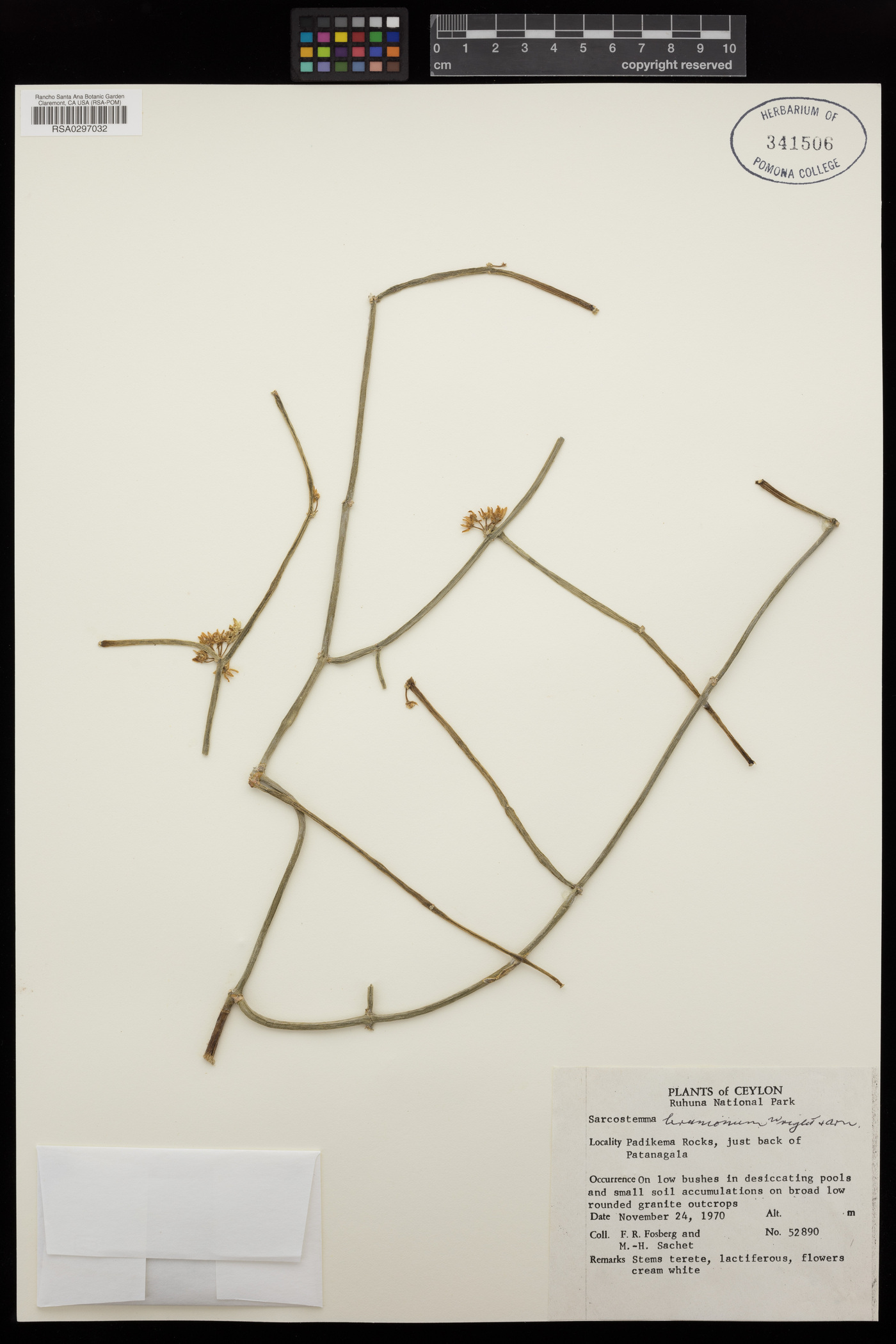 Cynanchum viminale subsp. brunonianum image