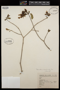 Stemmadenia donnell-smithii image