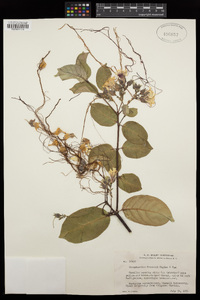 Strophanthus preussii image