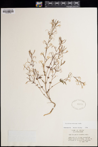 Epilobium minutum image