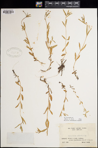 Epilobium palustre image