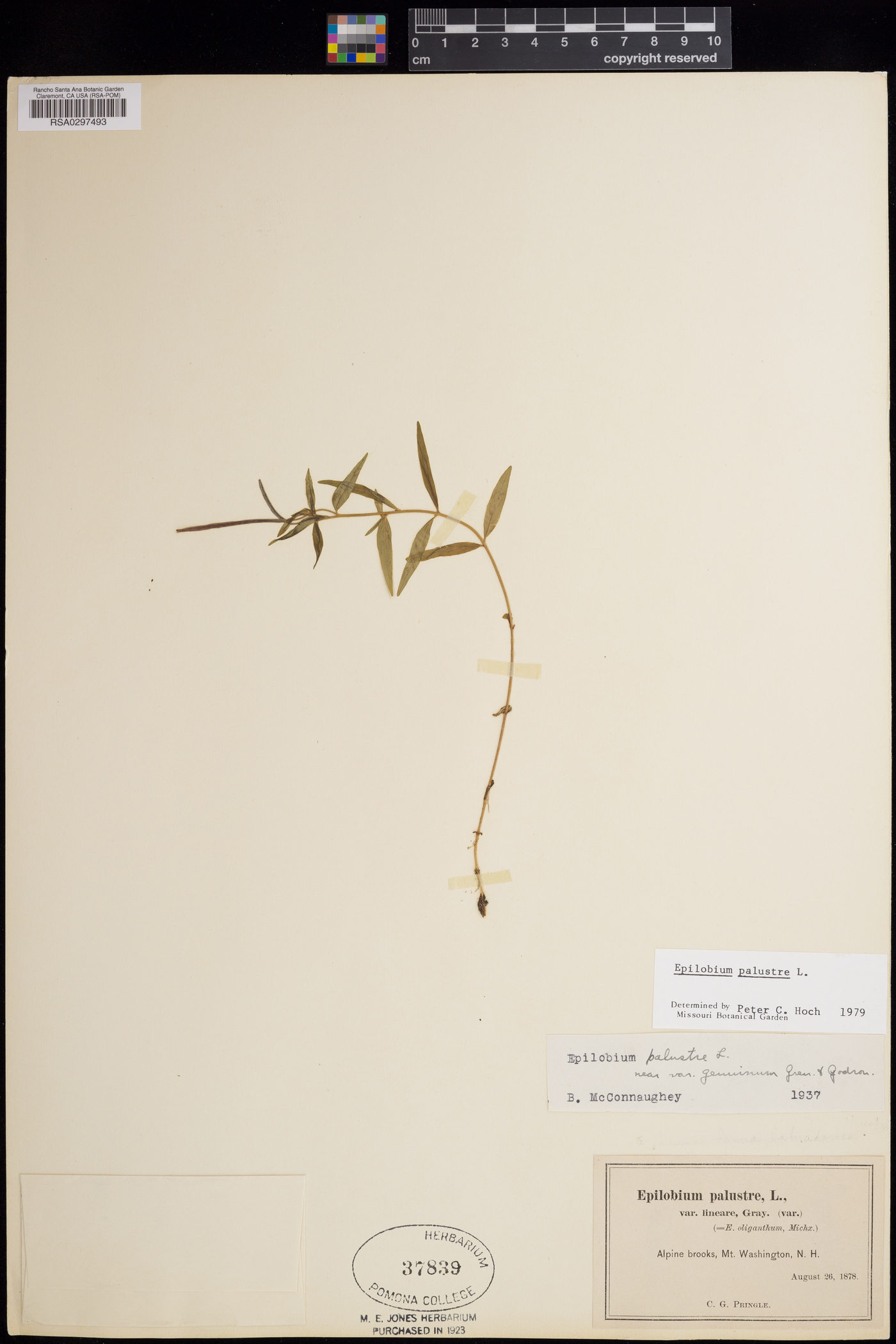 Epilobium palustre image