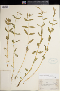 Epilobium saximontanum image