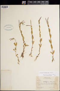 Epilobium saximontanum image