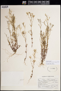 Epilobium foliosum image