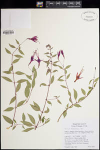 Fuchsia magellanica image