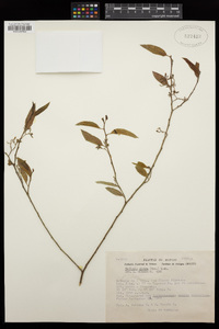 Vallesia glabra image