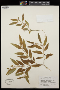 Vallesia glabra image