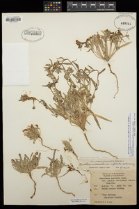 Camissonia pallida subsp. pallida image