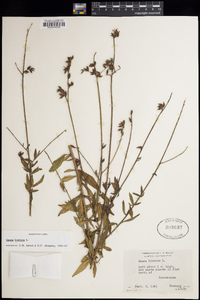 Oenothera gaura image