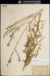 Oenothera gaura image