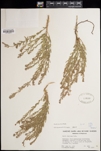 Oenothera suffrutescens image