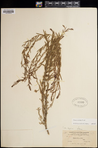 Oenothera suffrutescens image