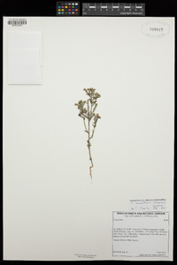 Cryptantha maritima var. maritima image