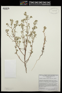 Cryptantha maritima var. maritima image