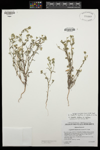 Cryptantha maritima var. pilosa image