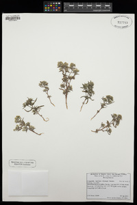 Cryptantha maritima image