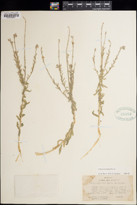 Oenothera suffrutescens image